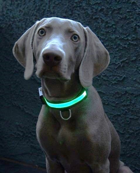 Dolitego Light Up Dog Collars