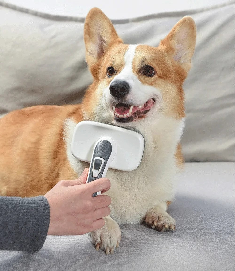 Cleaning Dog Brush