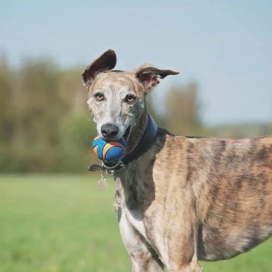 Dog High Bounce Ball